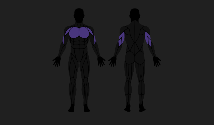 vue-human-muscle-anatomy