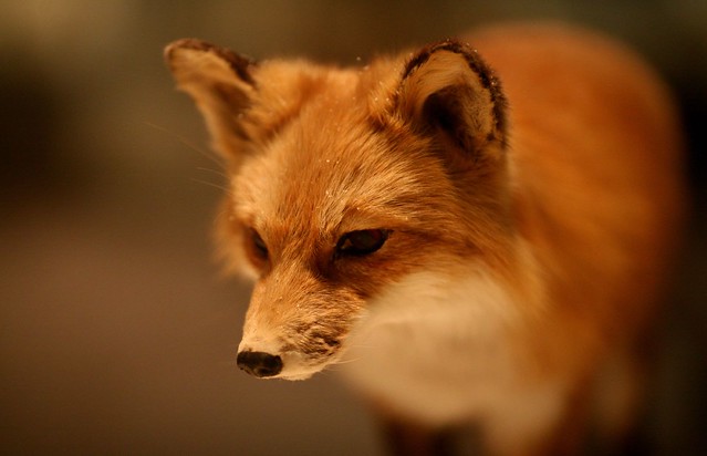 firefox_extensions