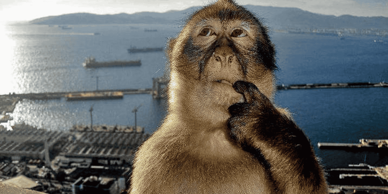 GitHub - ShrikarSwami/MonkeyVision: Real time Mac webcam app that ...