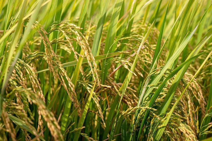 Rice-Leaf-Diease-Prediction-Using-CNN