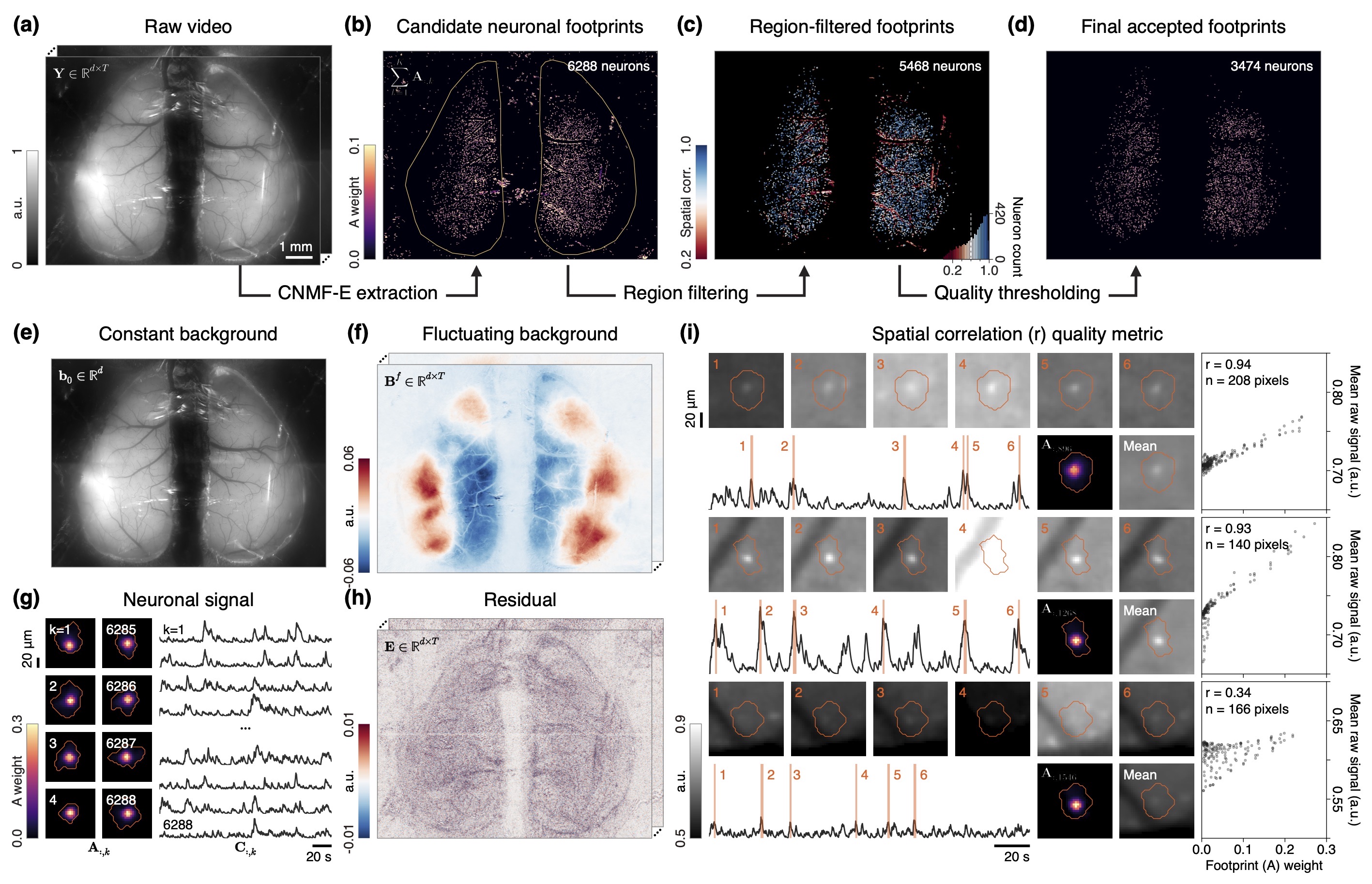 CM2-NeuronalSignal