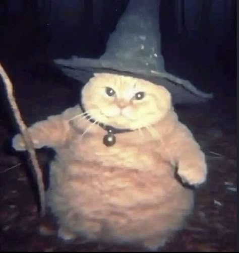 GitHub - Sibgatul-Hassen/CATWIZARD: A fun Linux CLI script similar to ...