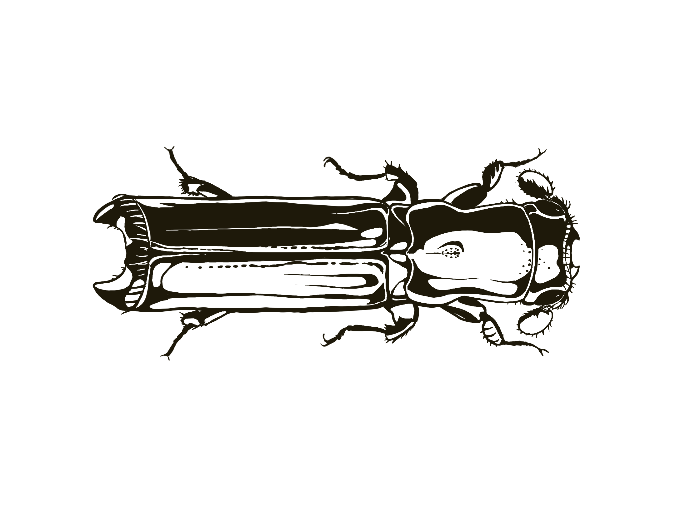 barkandambrosiagallery