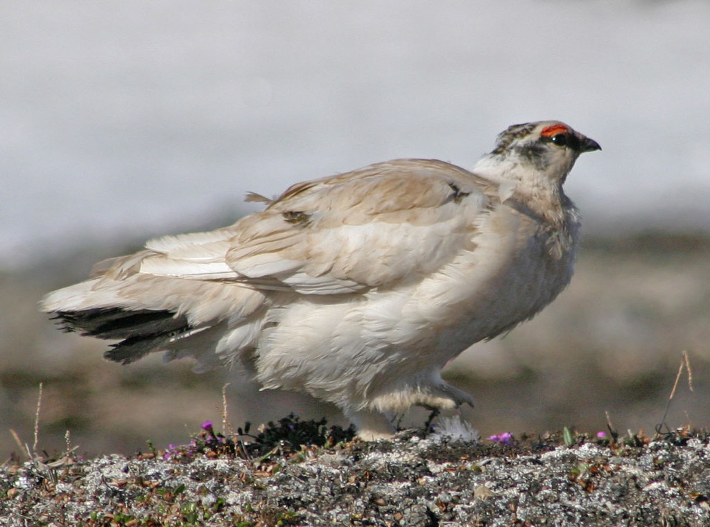 bird-acoustics-classifier