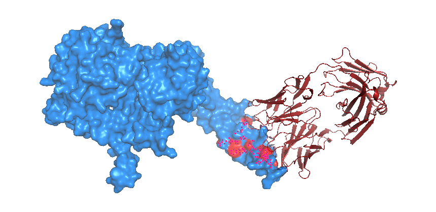 GitHub - viditjain27/HER2-mAb-InSilico-Design: End-to-end computational ...