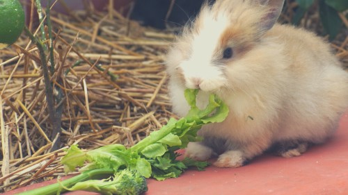 celery