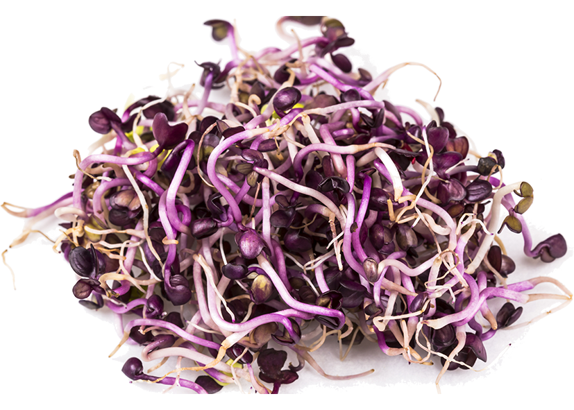 nodo-ushuaia-agrotech