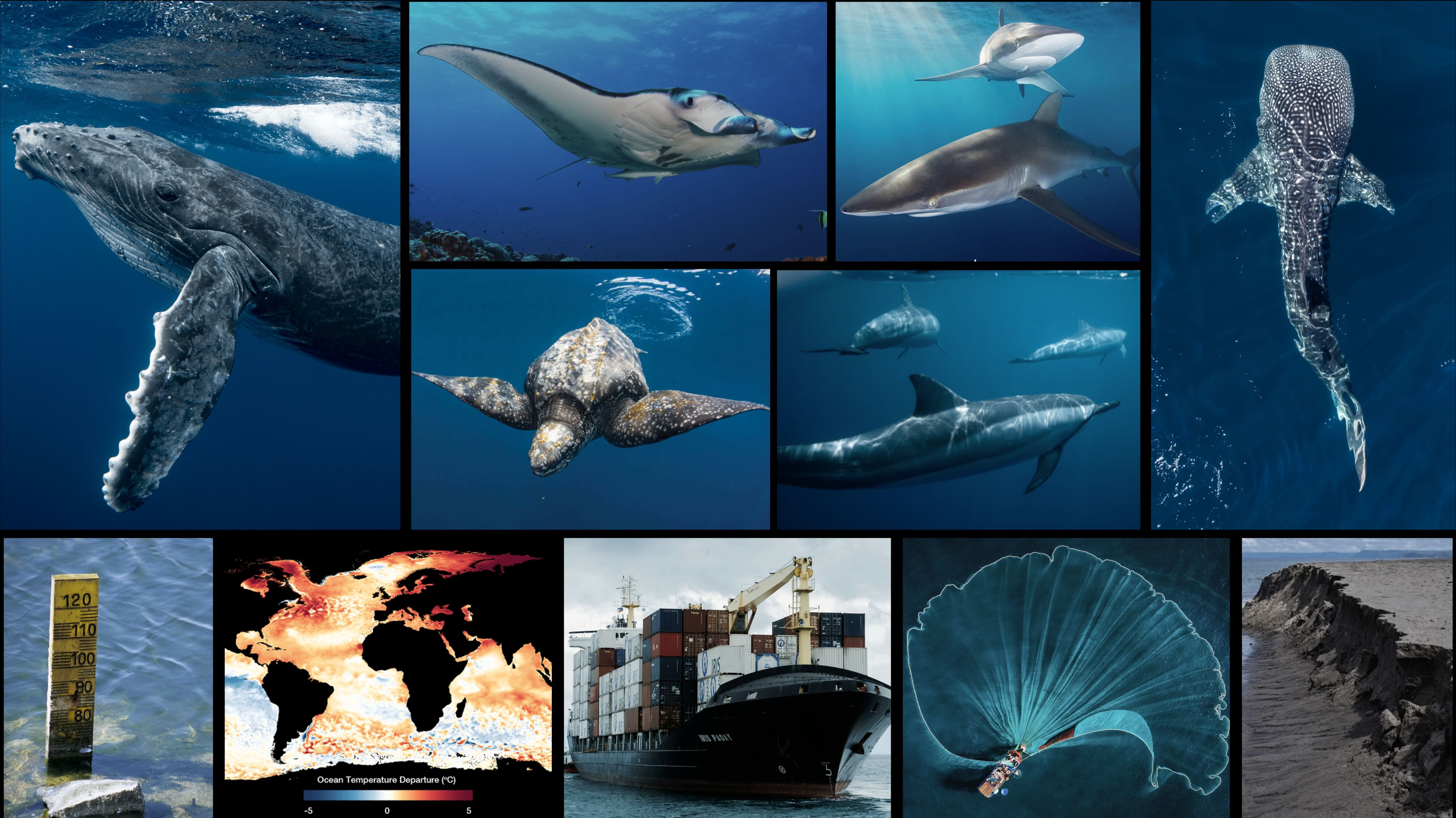 megafauna_sdm_climate_workshop2026