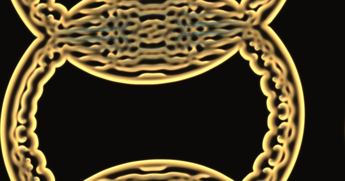 morphogen