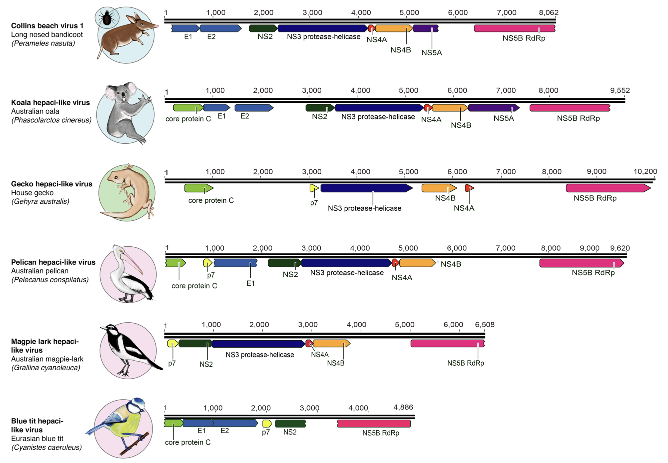 comparative-genomics · GitHub Topics · GitHub