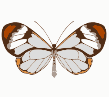 butterfly-backup