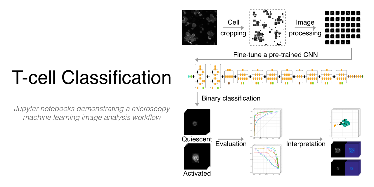 t-cell-classification