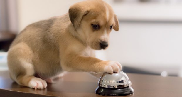 GitHub - umccr/woofr: :wolf: Helper code for woof · GitHub