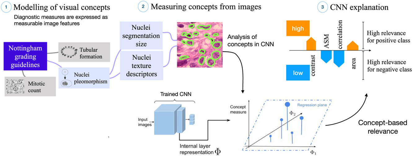 Github Maragraziani Conceptattribution With This Library You Will Be