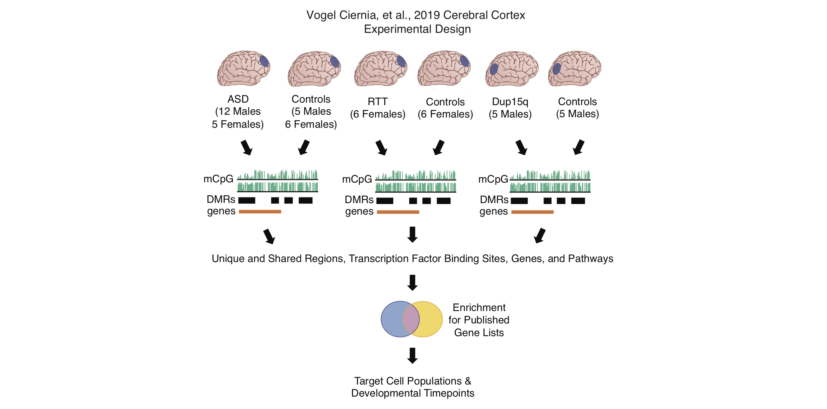 GitHub - aciernia/CerebralCortex2019: Analysis code associated with ...