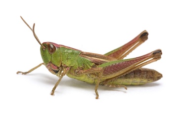 GitHub - ustajan/grasshopper