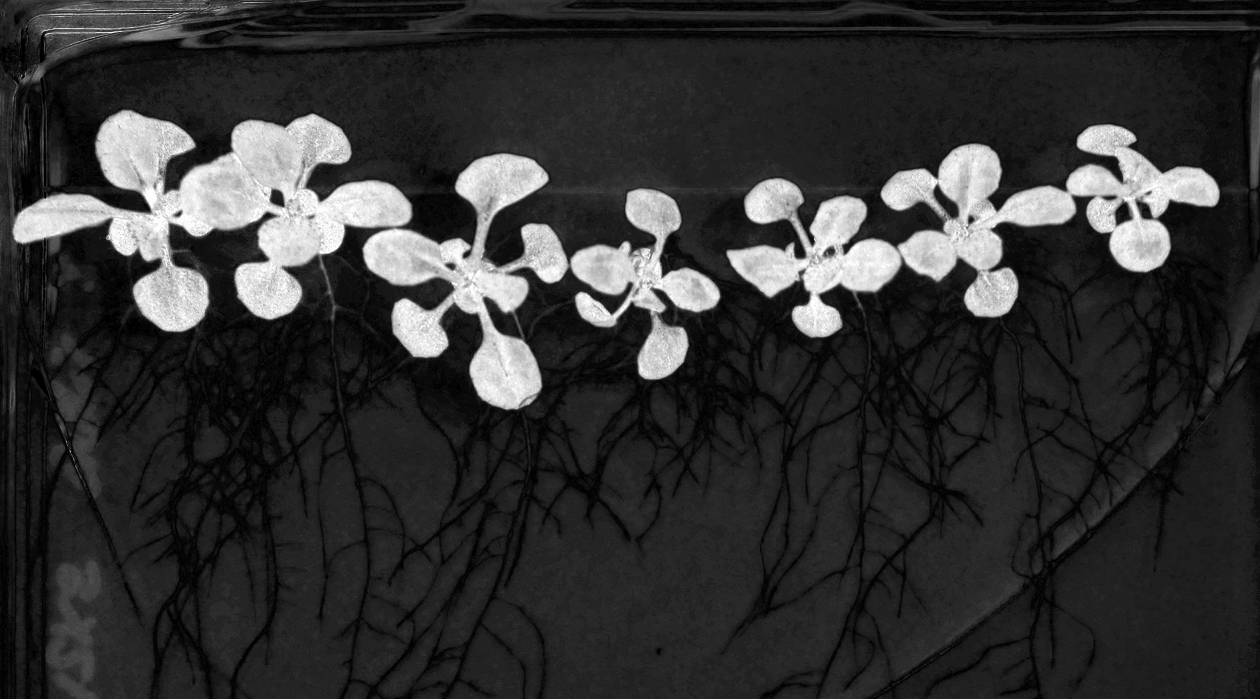 GitHub - foriincharli/Leaf_area: Leaf area analysis in Python