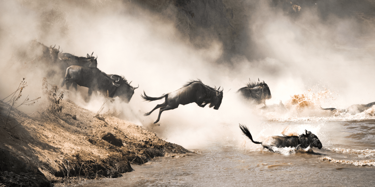 wildebeest