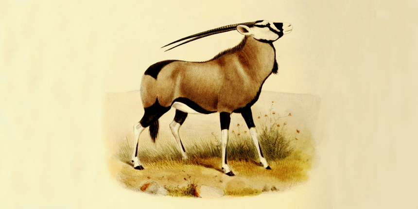 oryx