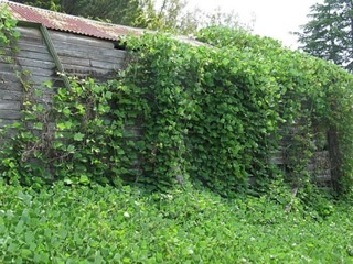 go-kudzu