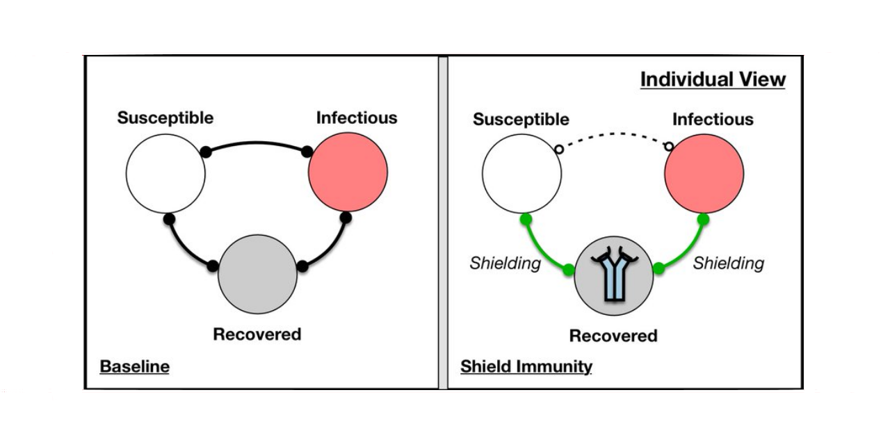 GitHub - WeitzGroup/covid_shield_immunity: Modeling the Role of ‘Shield ...