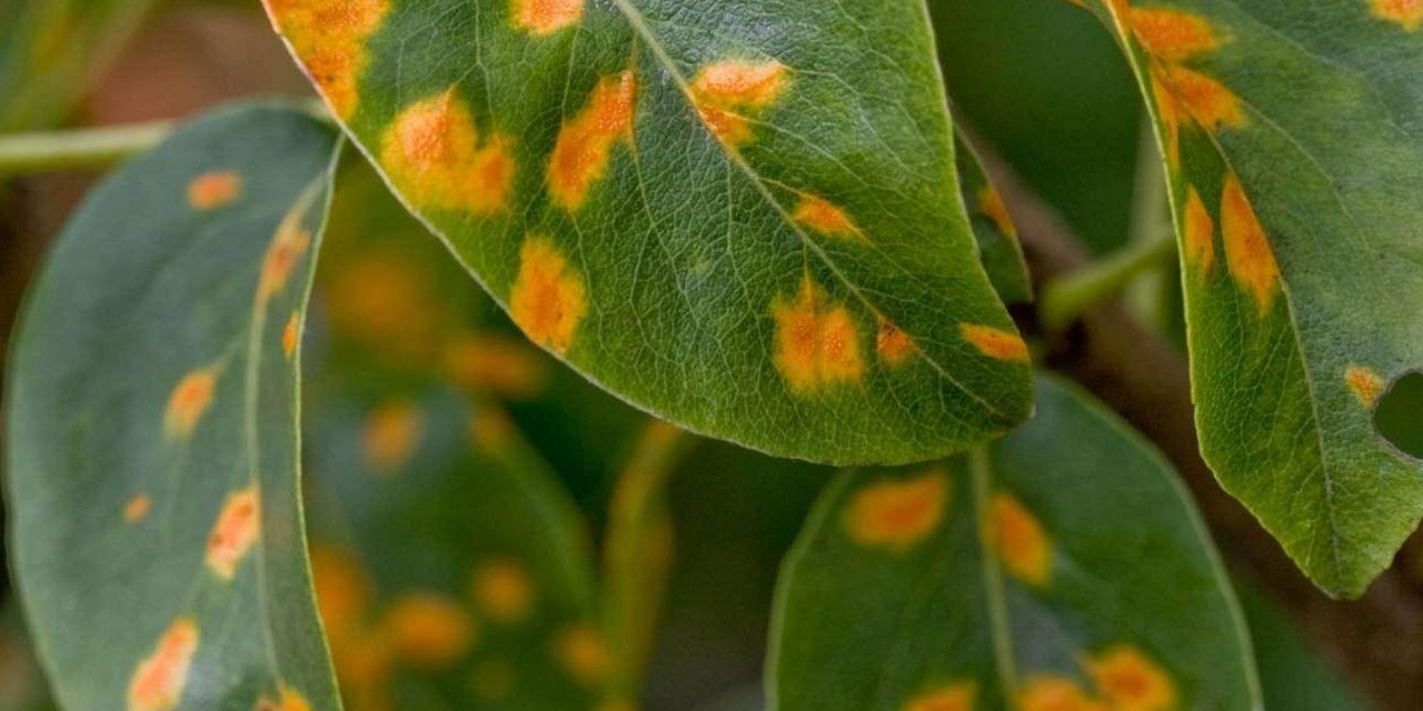 GitHub clabrugere/plantpathologyclassification Implementation of