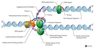 GitHub - Zaiden-beep/DNA-Data-AnalYsis: Create a programme that ...