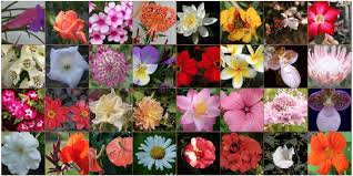 Image-Classifier-Flowers