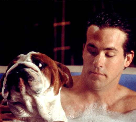 Van wilder hot sale bulldog balls