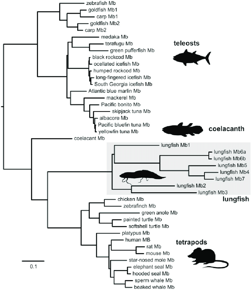 phylogeneticTreeReconstruction