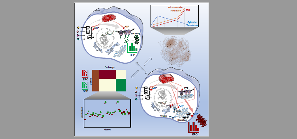 GitHub - SysBioChalmers/EPO_GFP: Transcriptome analysis of EPO- and GFP ...