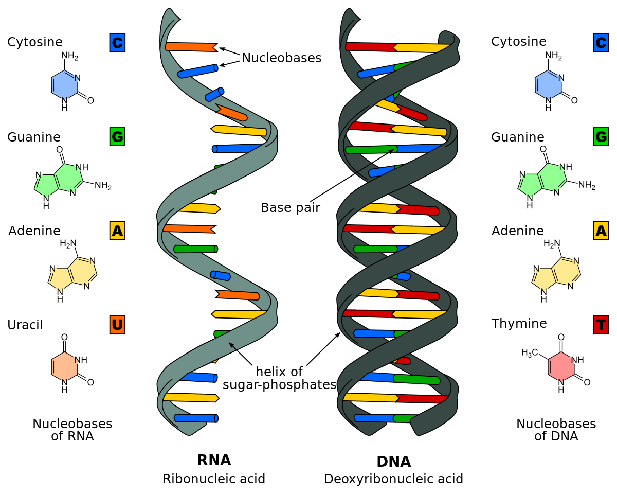 Nucleicacid-Sequence-Searching-Algorithms