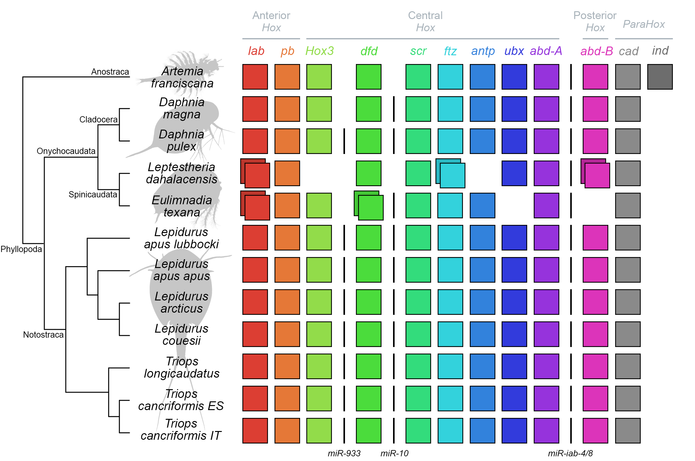 GitHub filonico/branchiopoda_Hox_ParaHox Data and scripts from the