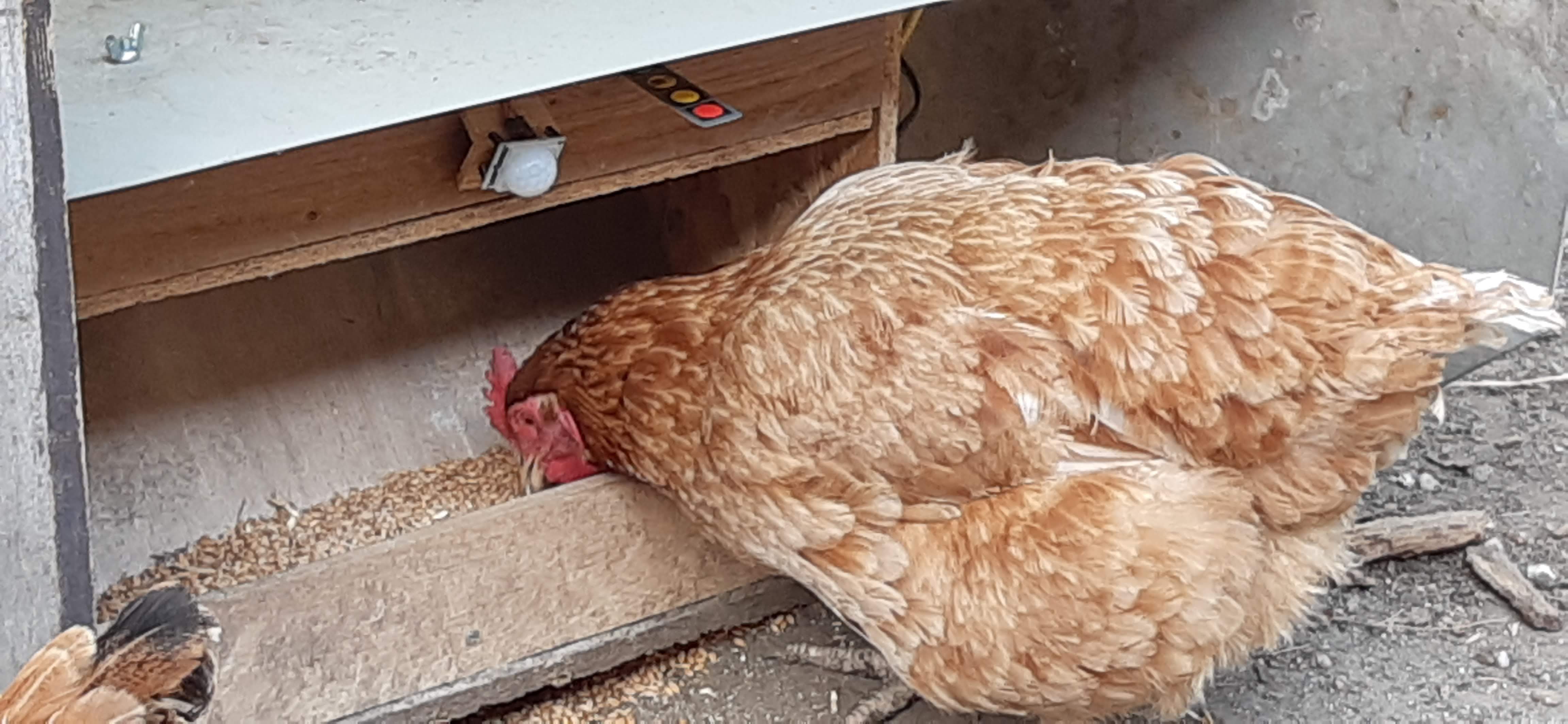 iot-chicken-feeder