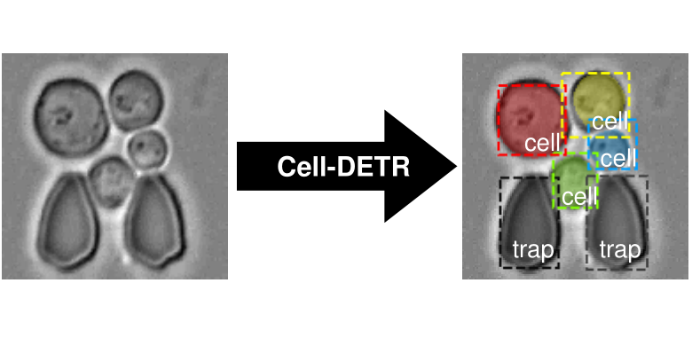 cell-detr