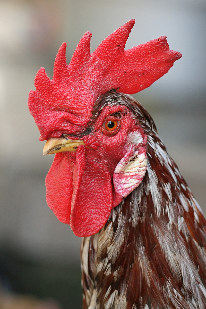 GitHub - NBCLB5/udemy-web-dev-chicken-project: html web dev procet
