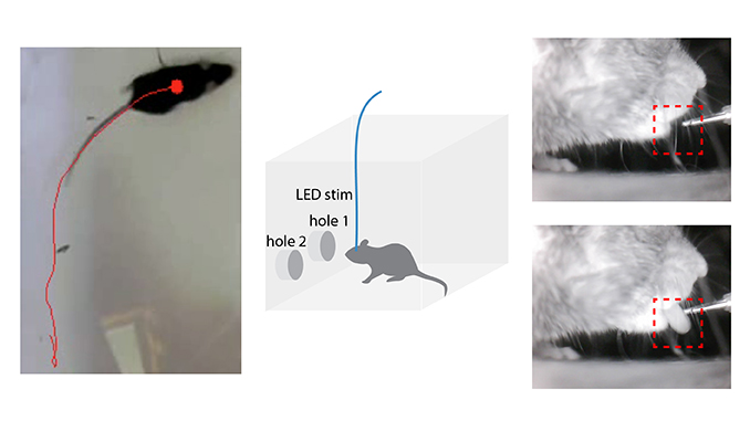 Automated Detection Of Mouse Scratching Behaviour Using – GOMW