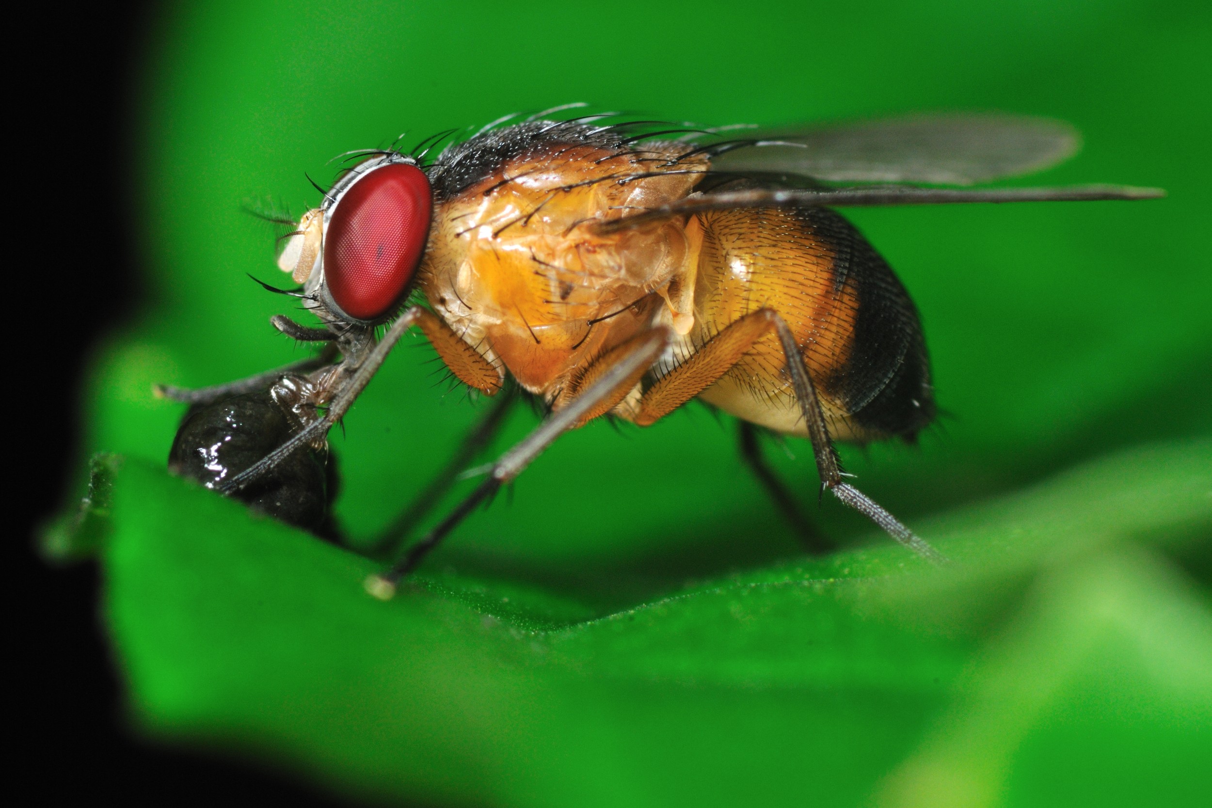 sistema-especialista-Identificador-de-Insetos-pela-frequencia-de-batimento-de-asas