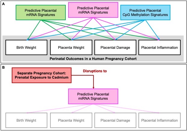 2021_Clark_Comparing-the-Predictivity-of-Human-Placental-Gene-microRNA-and-CpG-Methylation-Signatu