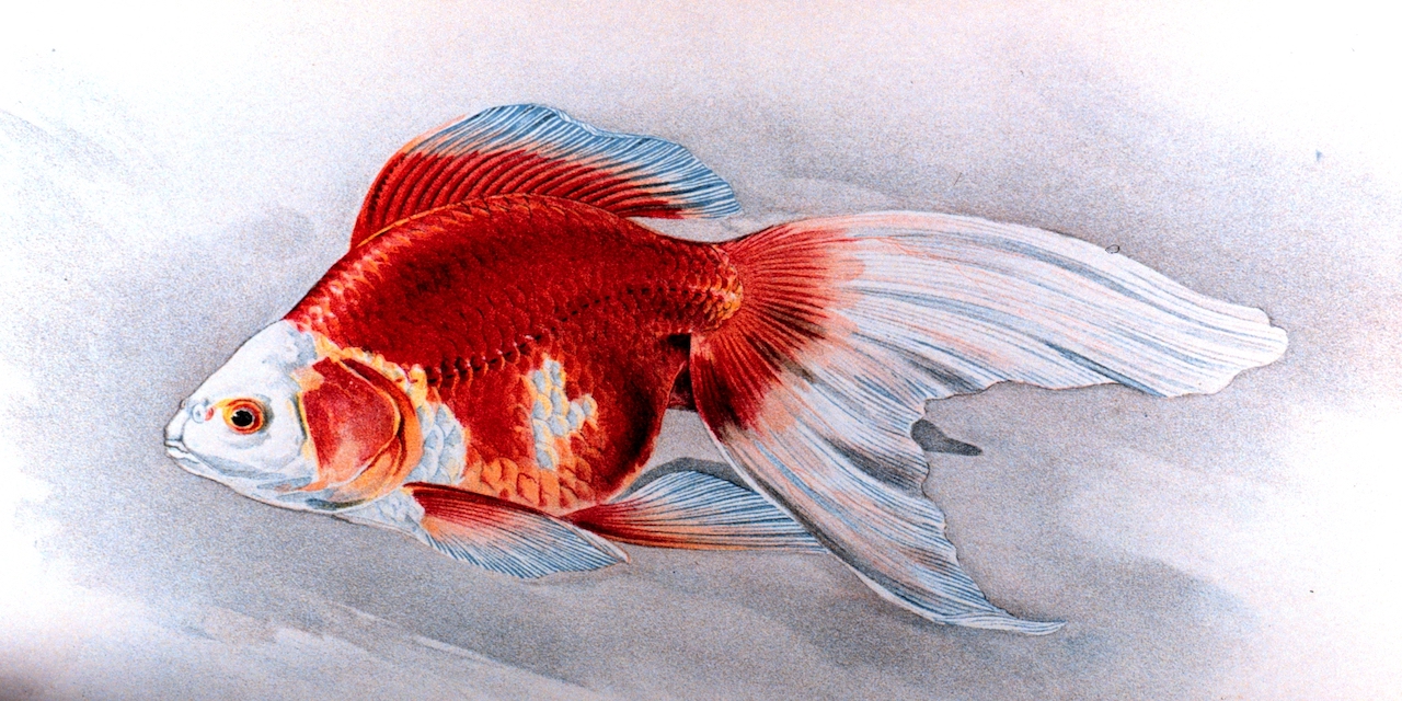 GitHub - FerrariDG/goldfish-memory: Because sometimes it is hard to ...