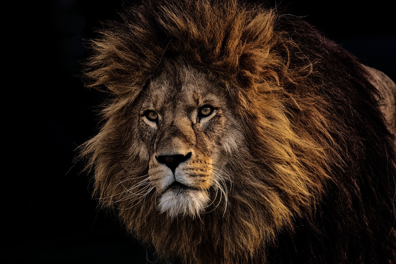 lion