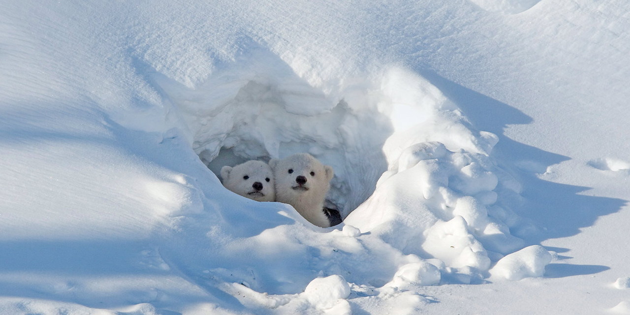 Github Road2you Polar Research Project