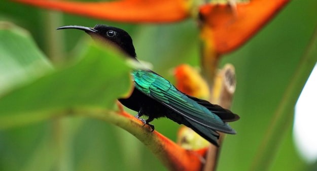 GitHub - kleimberger/eec-hummingbirds: Code and data for review article ...