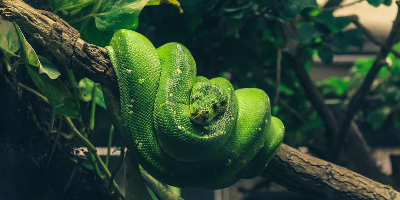 GitHub - sergioyahni/snake-game