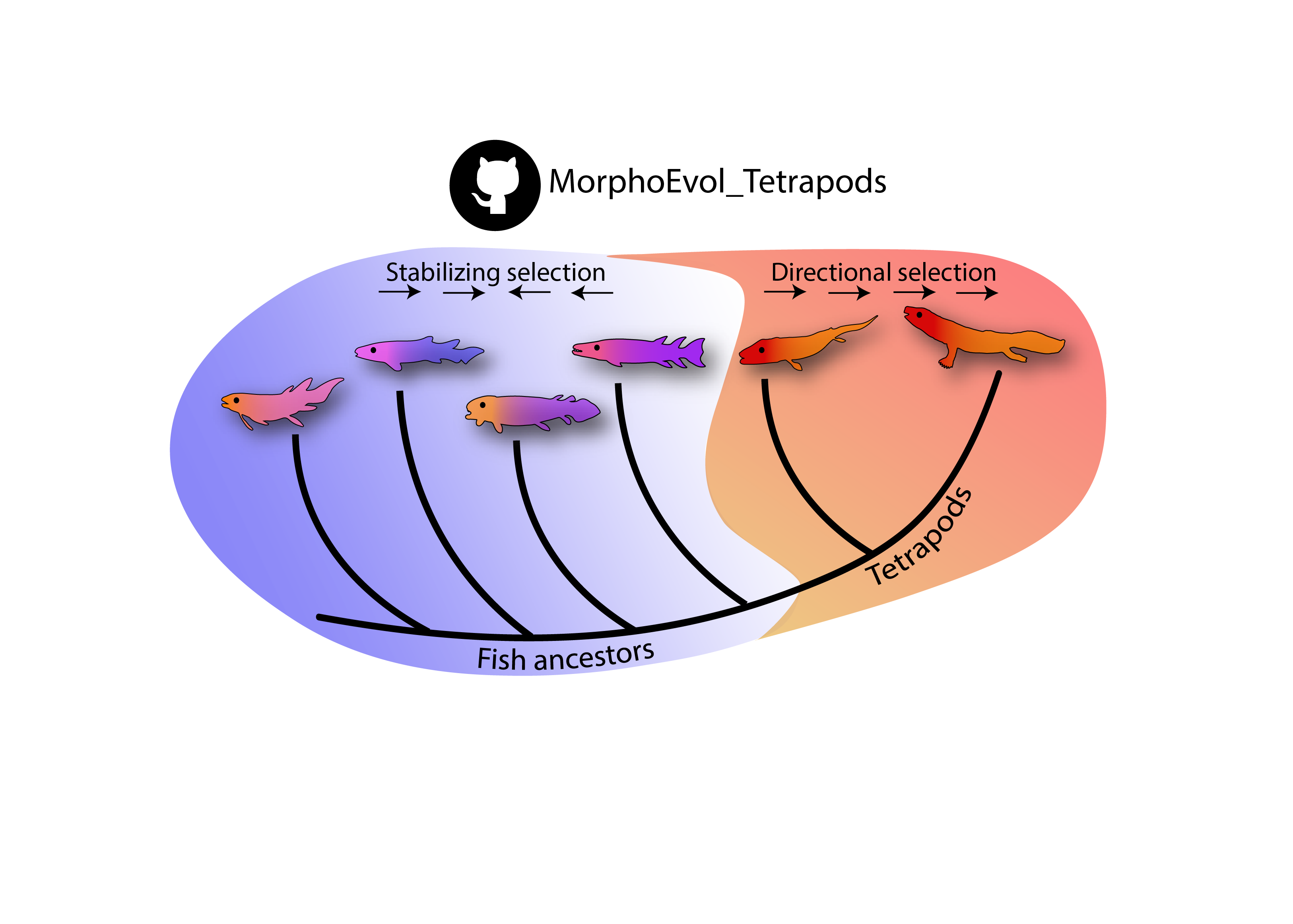 GitHub - tiago-simoes/MorphoEvol_Tetrapods: R scripts to replicate all ...