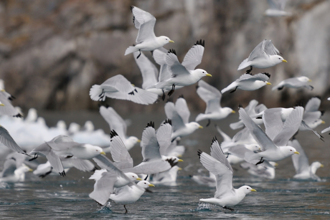 kittiwake