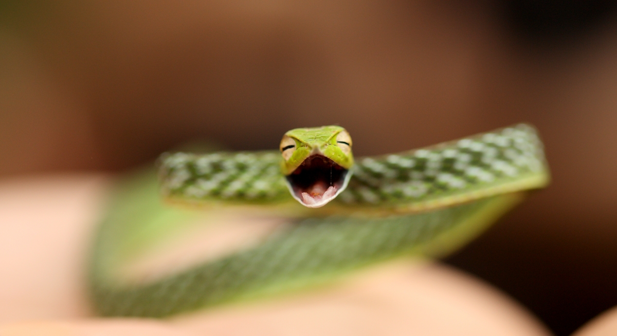 snake · GitHub Topics · GitHub