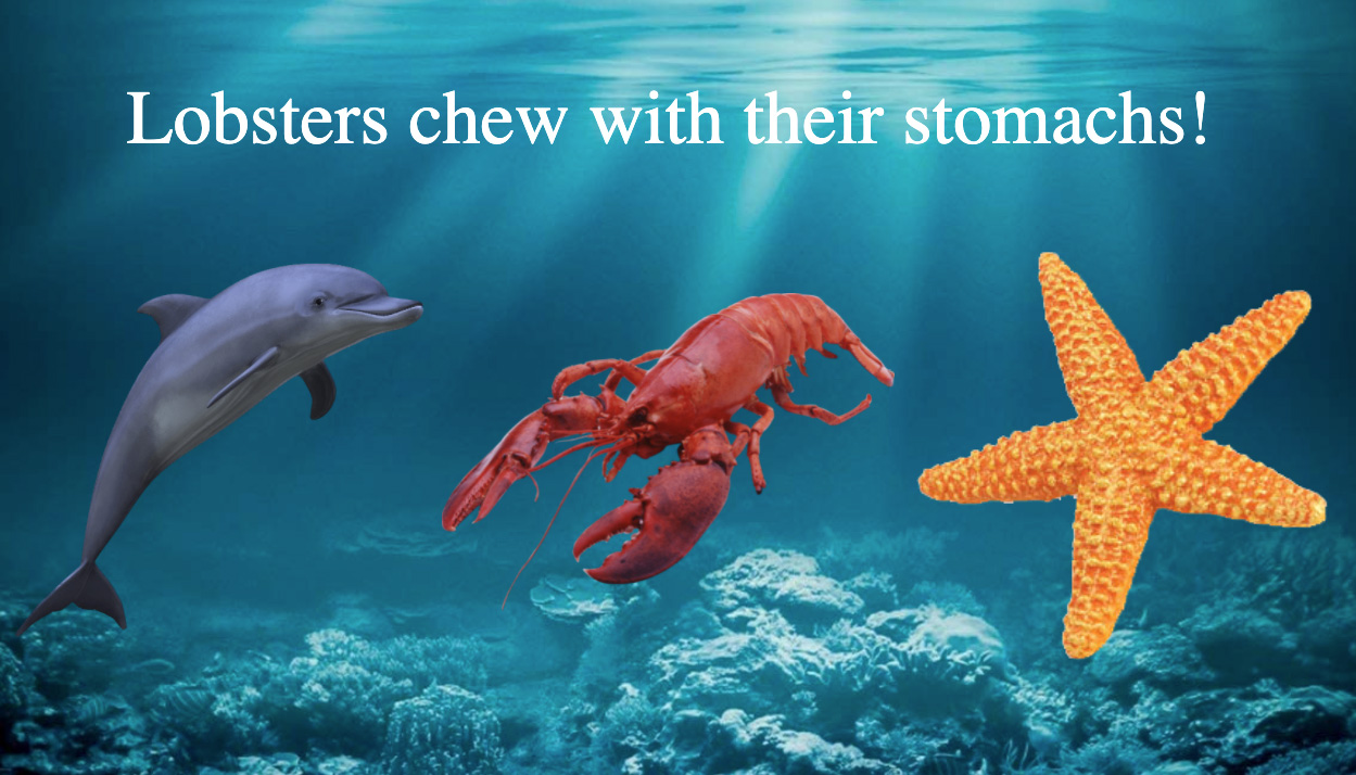 GitHub boriskoy/AnimalFactsReactJS Hover over any of these three marine animals and see a