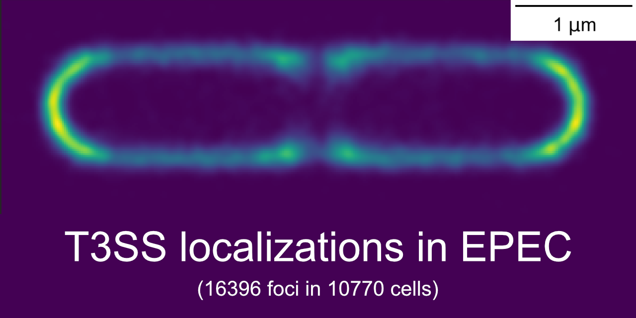 GitHub - Jhsmit/T3SS-paper: Code for processing of live-cell microscopy ...