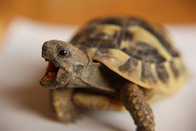 GitHub - pawel-tumialis/Yawing-Turtles
